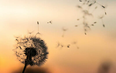 À la mémoire du Dr Armand Bottani